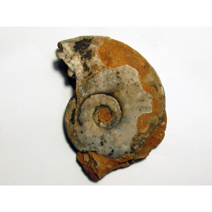 FLEMINGITES PULCHER