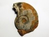 FLEMINGITES PULCHER