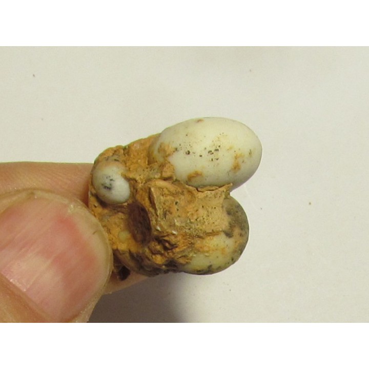 PROSPHINGITES AUSTINI (3)