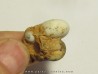 PROSPHINGITES AUSTINI (3)