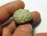 Cystoides PAULICYSTIS DENSUS (1)