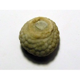 Cystoides PAULICYSTIS DENSUS (1)