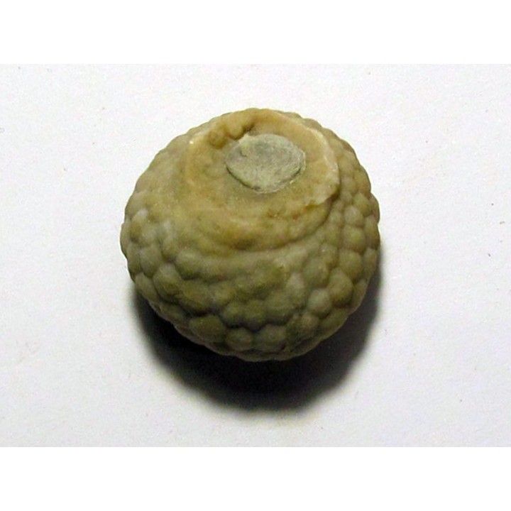 Cystoides PAULICYSTIS DENSUS (1)