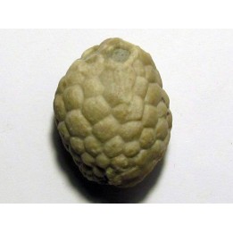 Cystoides PAULICYSTIS DENSUS (2)