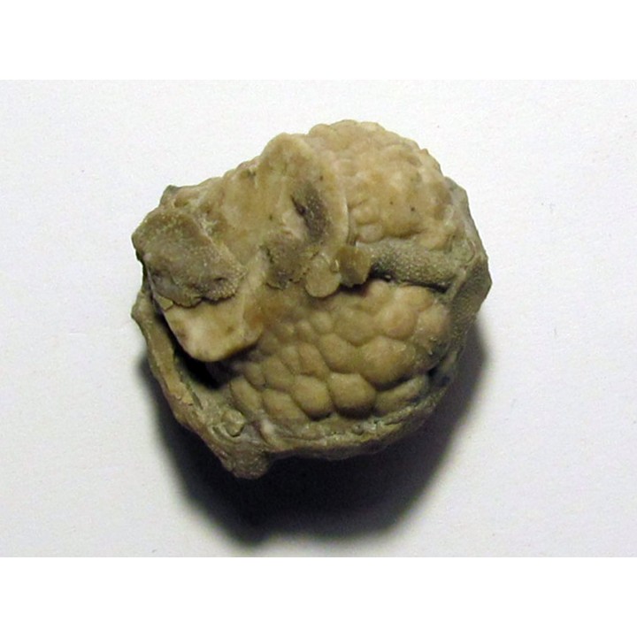 Cystoides PAULICYSTIS DENSUS (3)