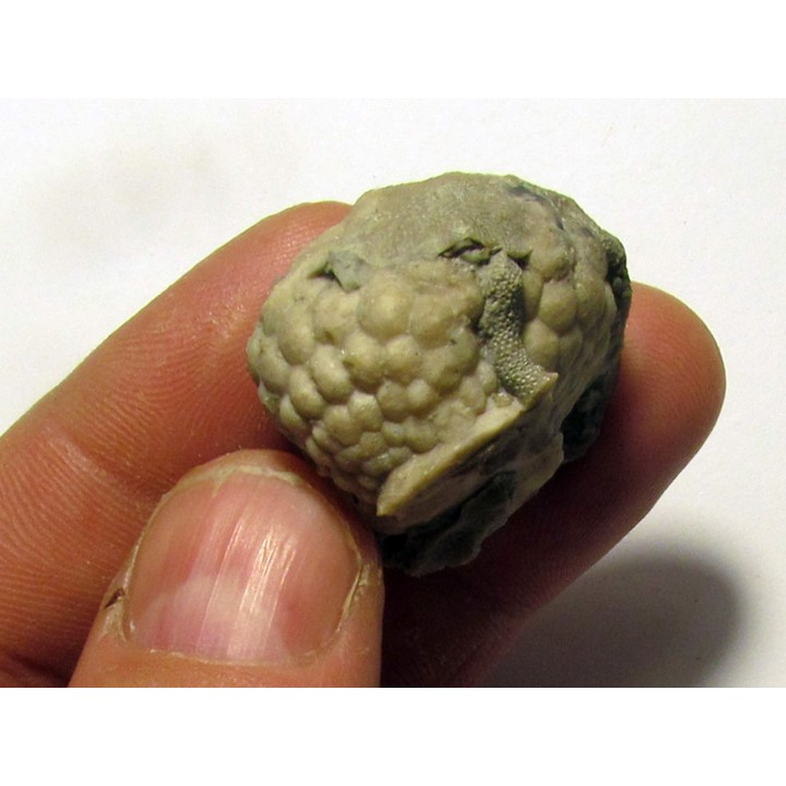 Cystoides PAULICYSTIS DENSUS (3)