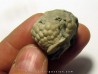 Cystoides PAULICYSTIS DENSUS (3)