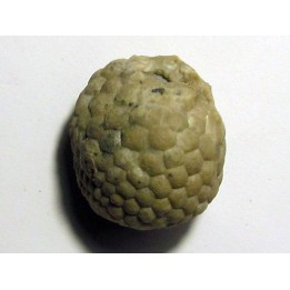 Cystoides PAULICYSTIS DENSUS (4)