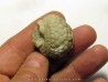 Cystoides PAULICYSTIS DENSUS (4)