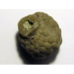 Cystoides PAULICYSTIS DENSUS (5)