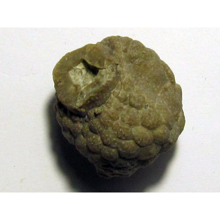 Cystoides PAULICYSTIS DENSUS (5)