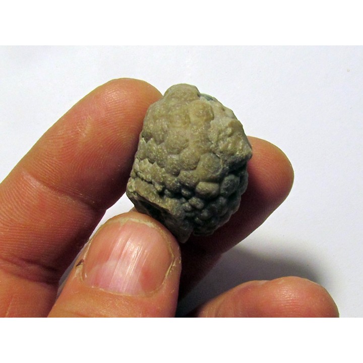 Cystoides PAULICYSTIS DENSUS (5)