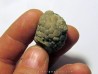 Cystoides PAULICYSTIS DENSUS (5)