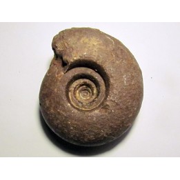 METALEGOCERAS SUNDAICUM