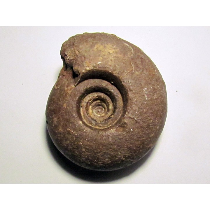 METALEGOCERAS SUNDAICUM