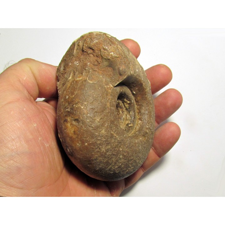 METALEGOCERAS SUNDAICUM