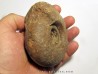 METALEGOCERAS SUNDAICUM