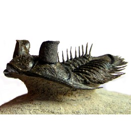 DICRANURUS MONSTROSUS