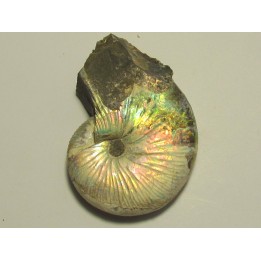Hoploscaphites nicolletti (2)