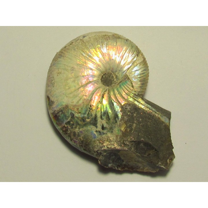 Hoploscaphites nicolletti (2)