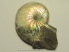 Hoploscaphites nicolletti (2)