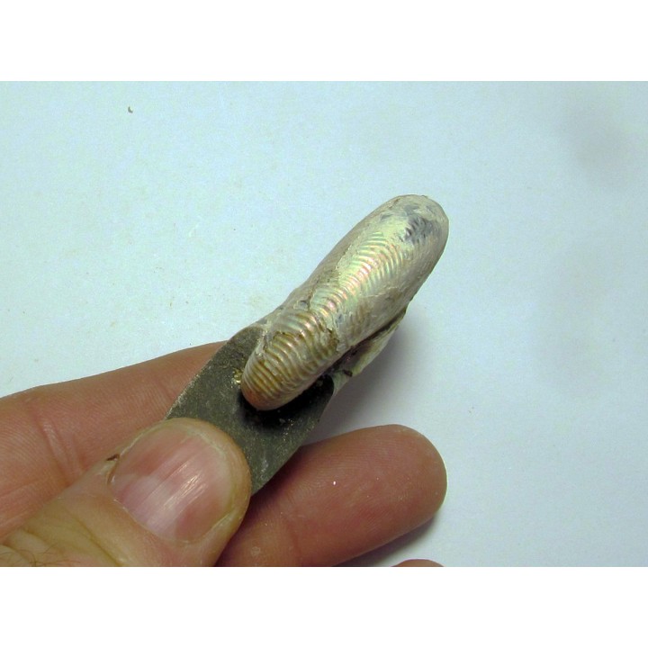Hoploscaphites nicolletti (2)