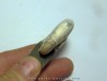 Hoploscaphites nicolletti (2)