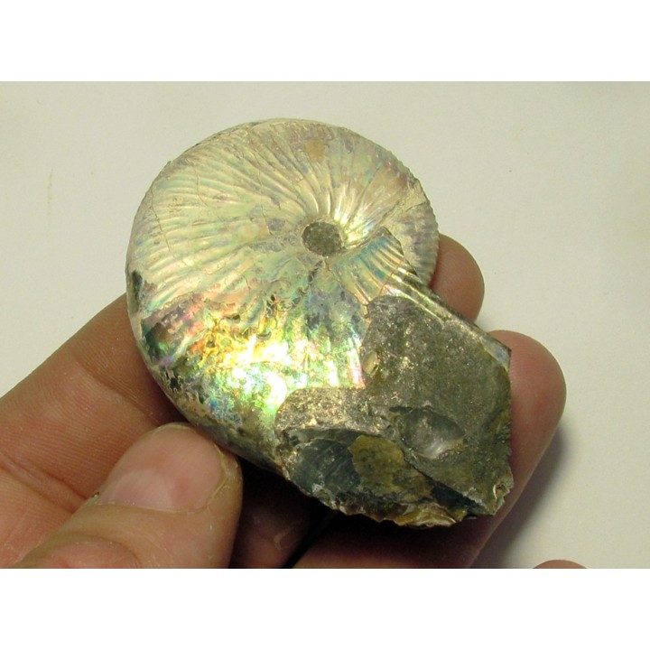 Hoploscaphites nicolletti (2)