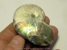 Hoploscaphites nicolletti (2)