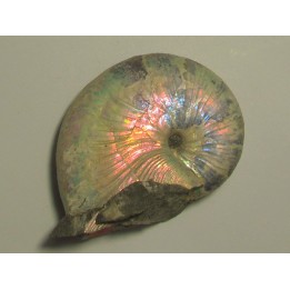 Hoploscaphites nicolletti (3)