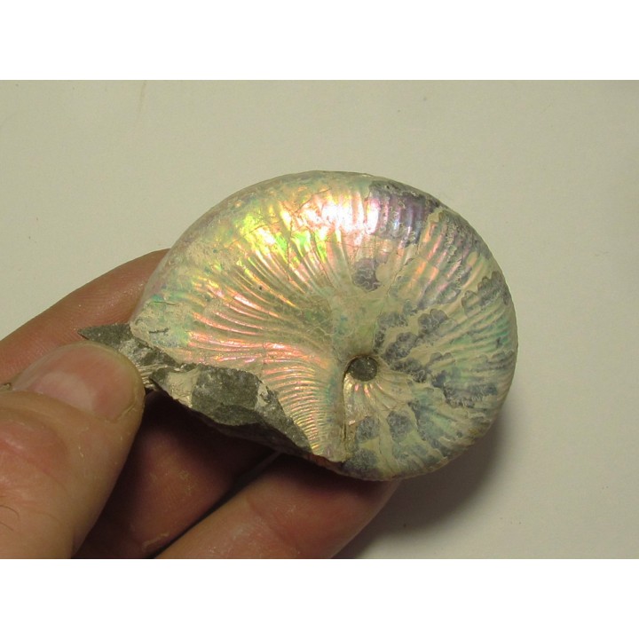 Hoploscaphites nicolletti (3)