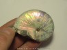 Hoploscaphites nicolletti (3)