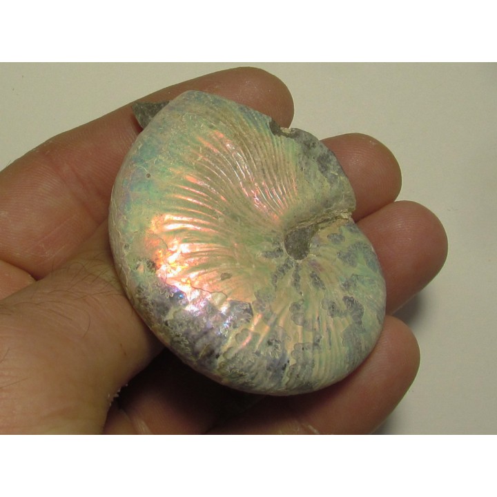 Hoploscaphites nicolletti (3)