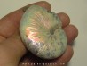 Hoploscaphites nicolletti (3)