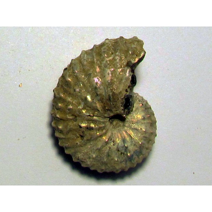 Discoscaphites conradi (1)