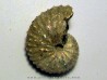 Discoscaphites conradi (1)