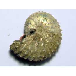 Discoscaphites conradi (1)
