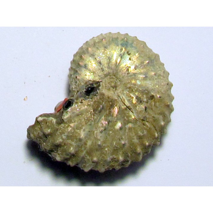 Discoscaphites conradi (1)