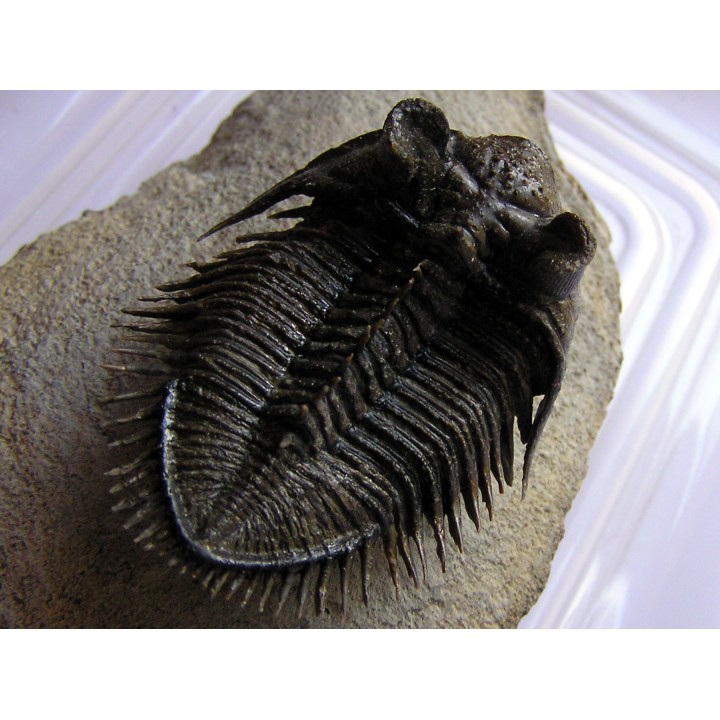 DICRANURUS MONSTROSUS