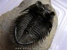 DICRANURUS MONSTROSUS