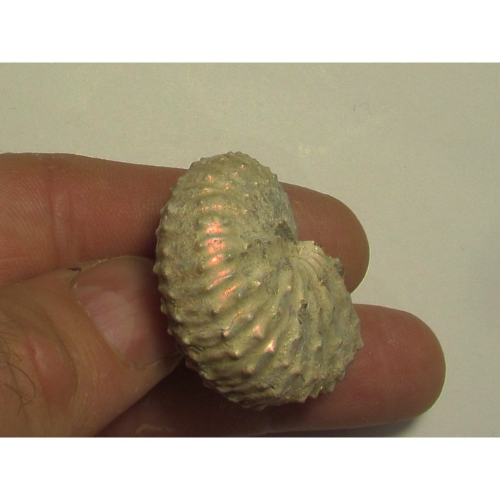 Discoscaphites conradi (1)