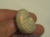 Discoscaphites conradi (1)