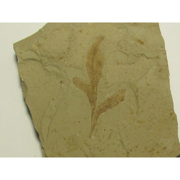 cardiospermum coloradensis (1)