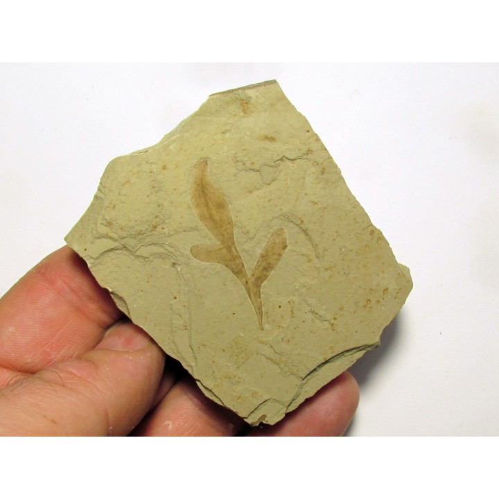 cardiospermum coloradensis (1)