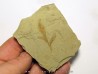 cardiospermum coloradensis (1)