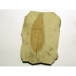 allophylus flexifolia (1)