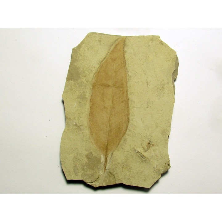 allophylus flexifolia (1)