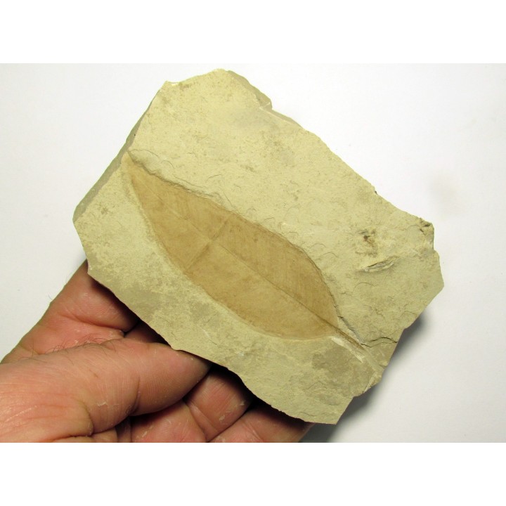 allophylus flexifolia (1)