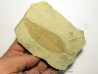 allophylus flexifolia (1)