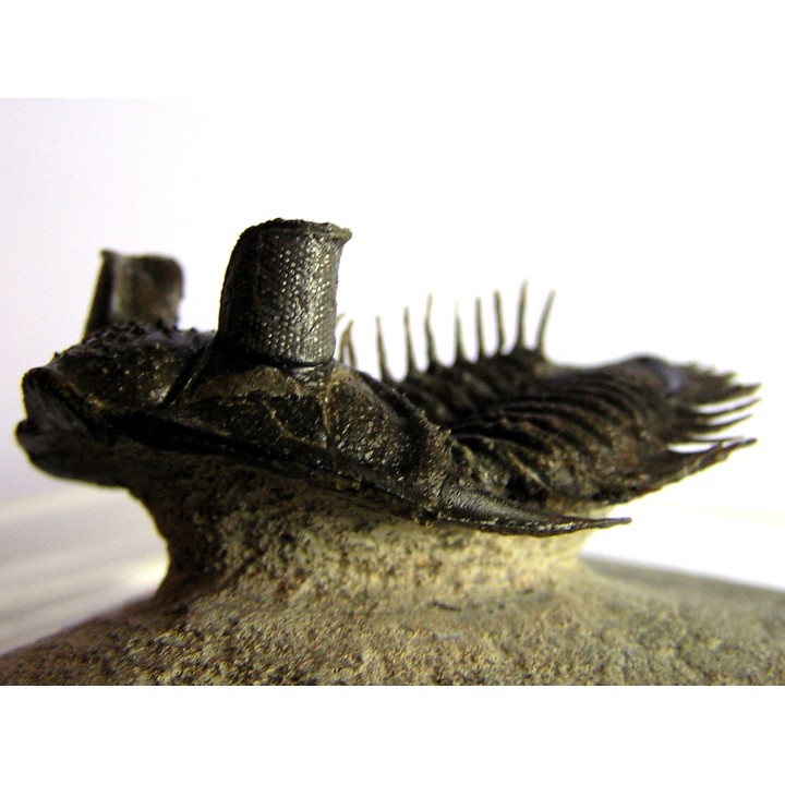 DICRANURUS MONSTROSUS